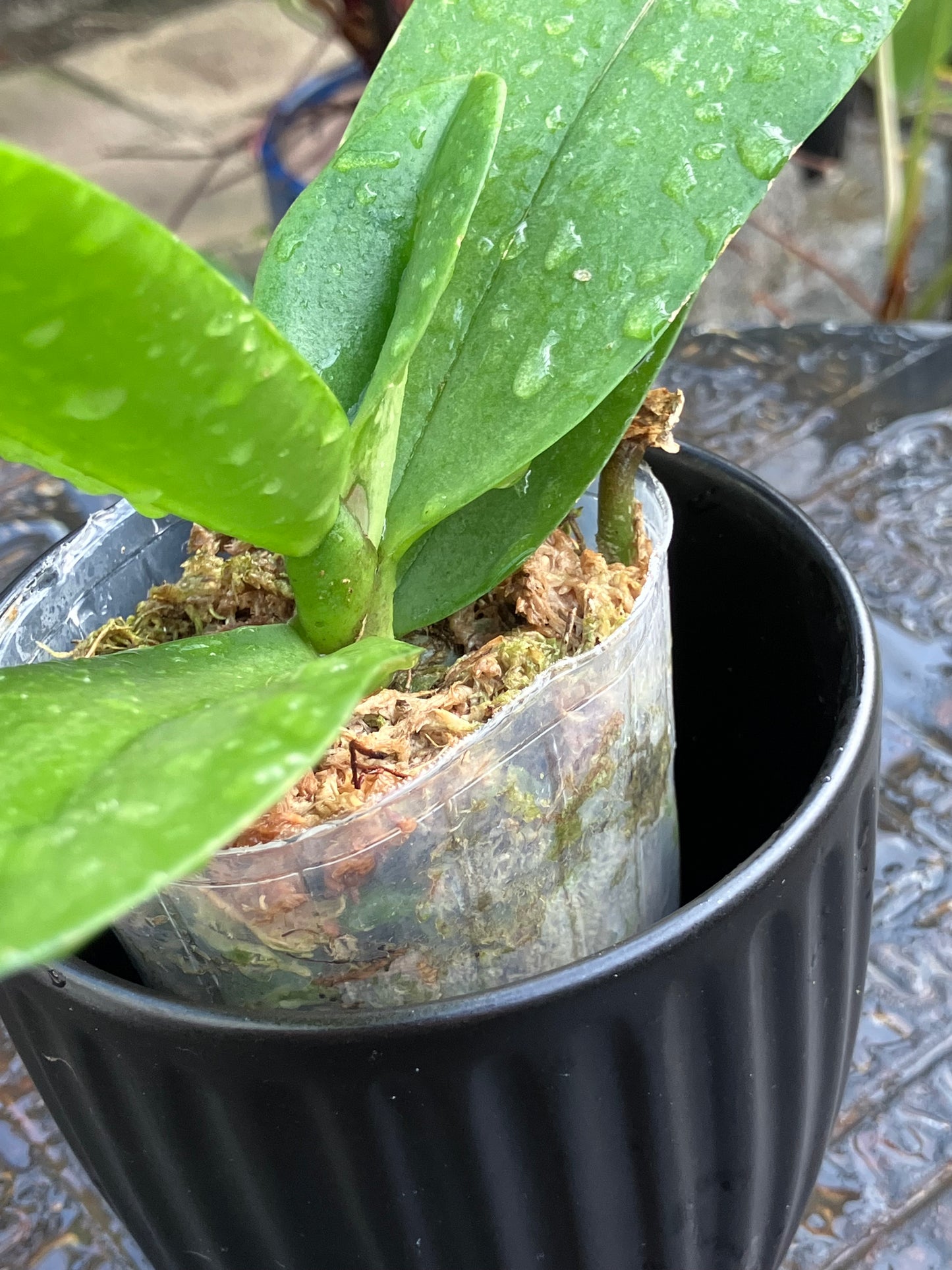 Phalaenopsis Pulcherrima (4N) "Wilson"