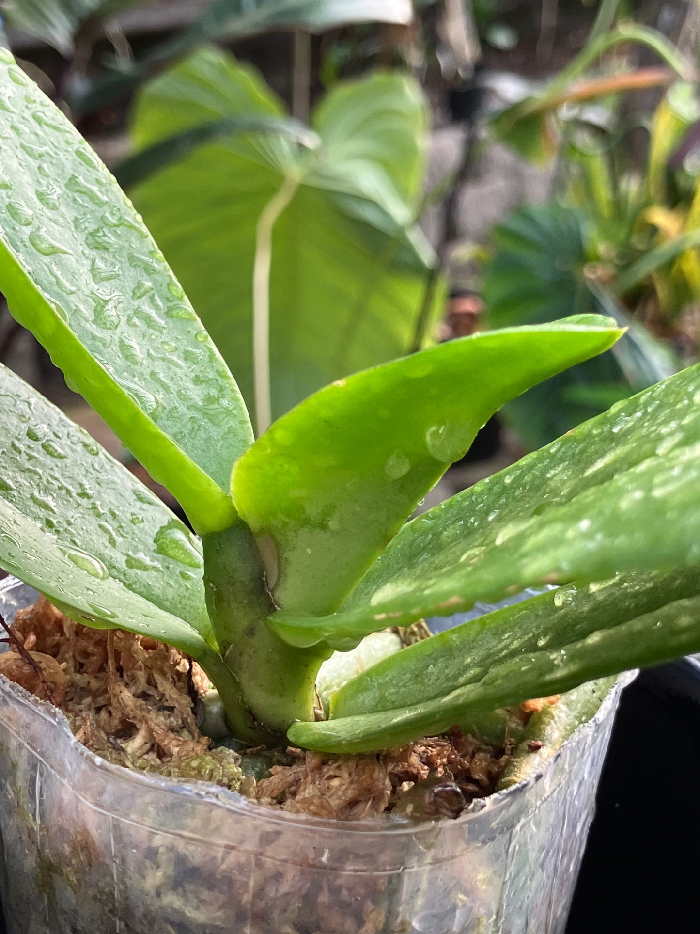 Phalaenopsis Pulcherrima (4N) "Wilson"