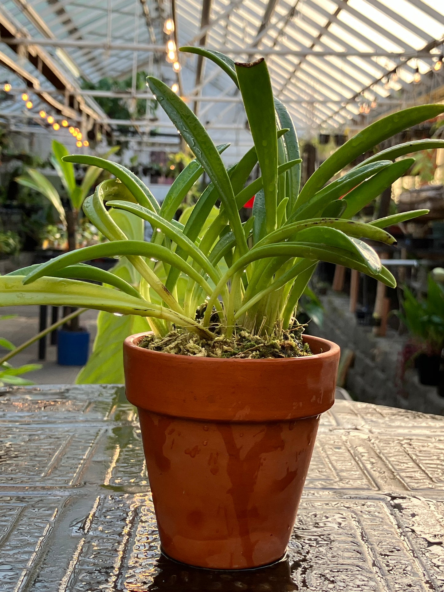 Masdevallia Picea