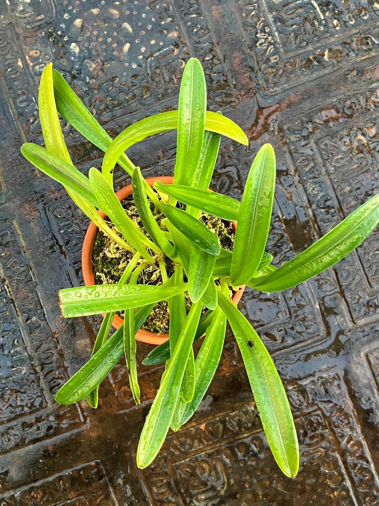 Masdevallia Picea