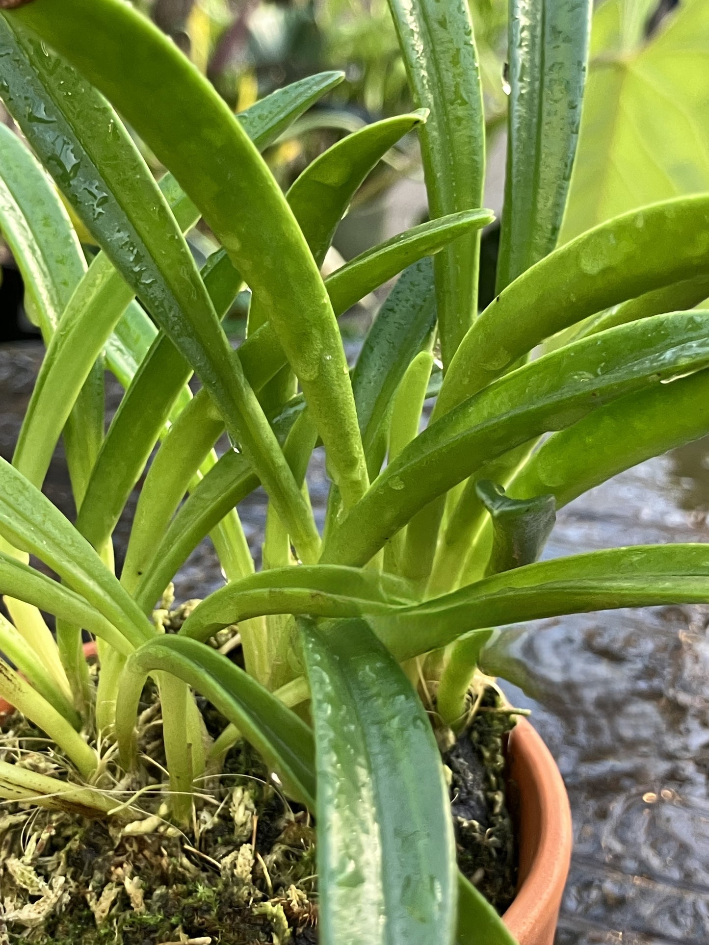Masdevallia Picea