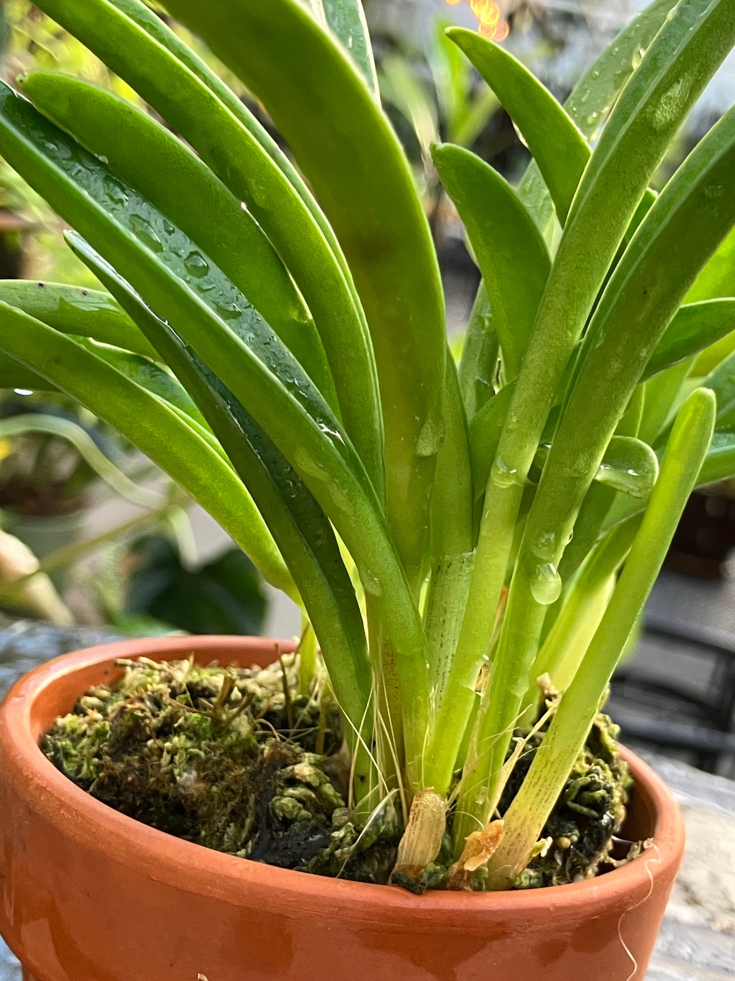 Masdevallia Picea