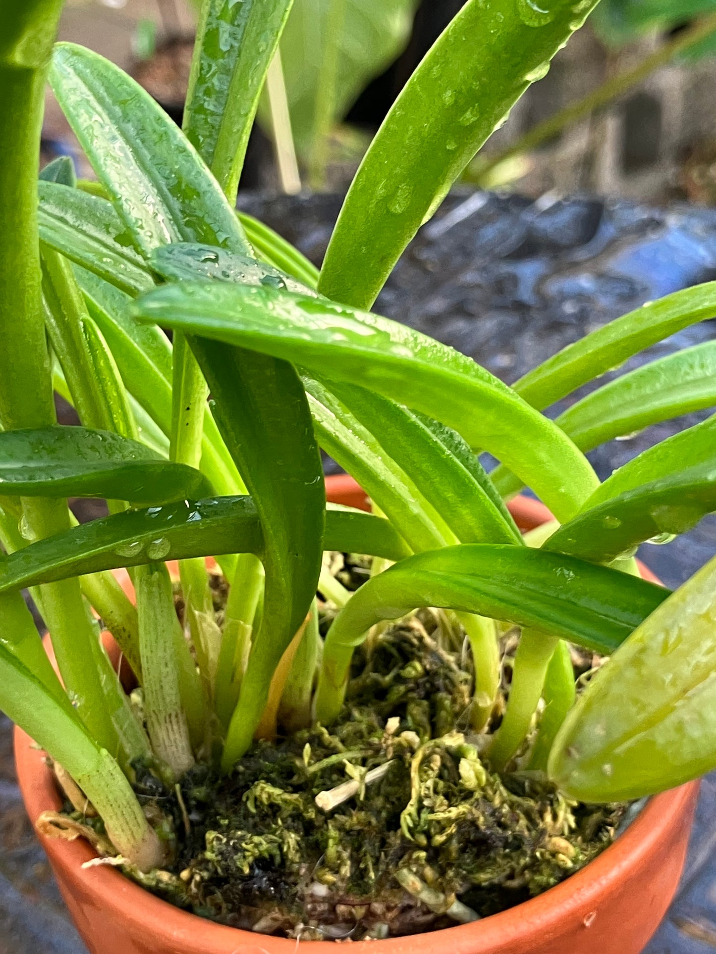 Masdevallia Picea