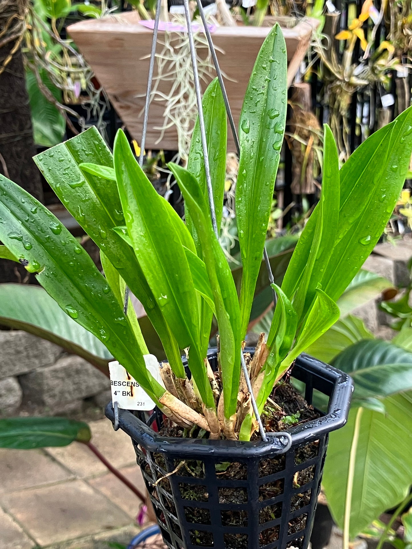 Dracula Gigas Albescens