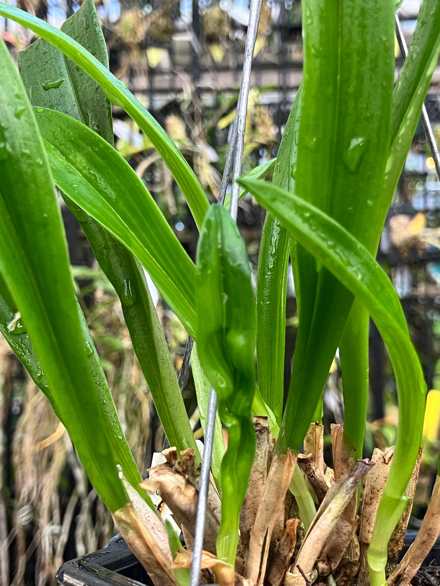 Dracula Gigas Albescens