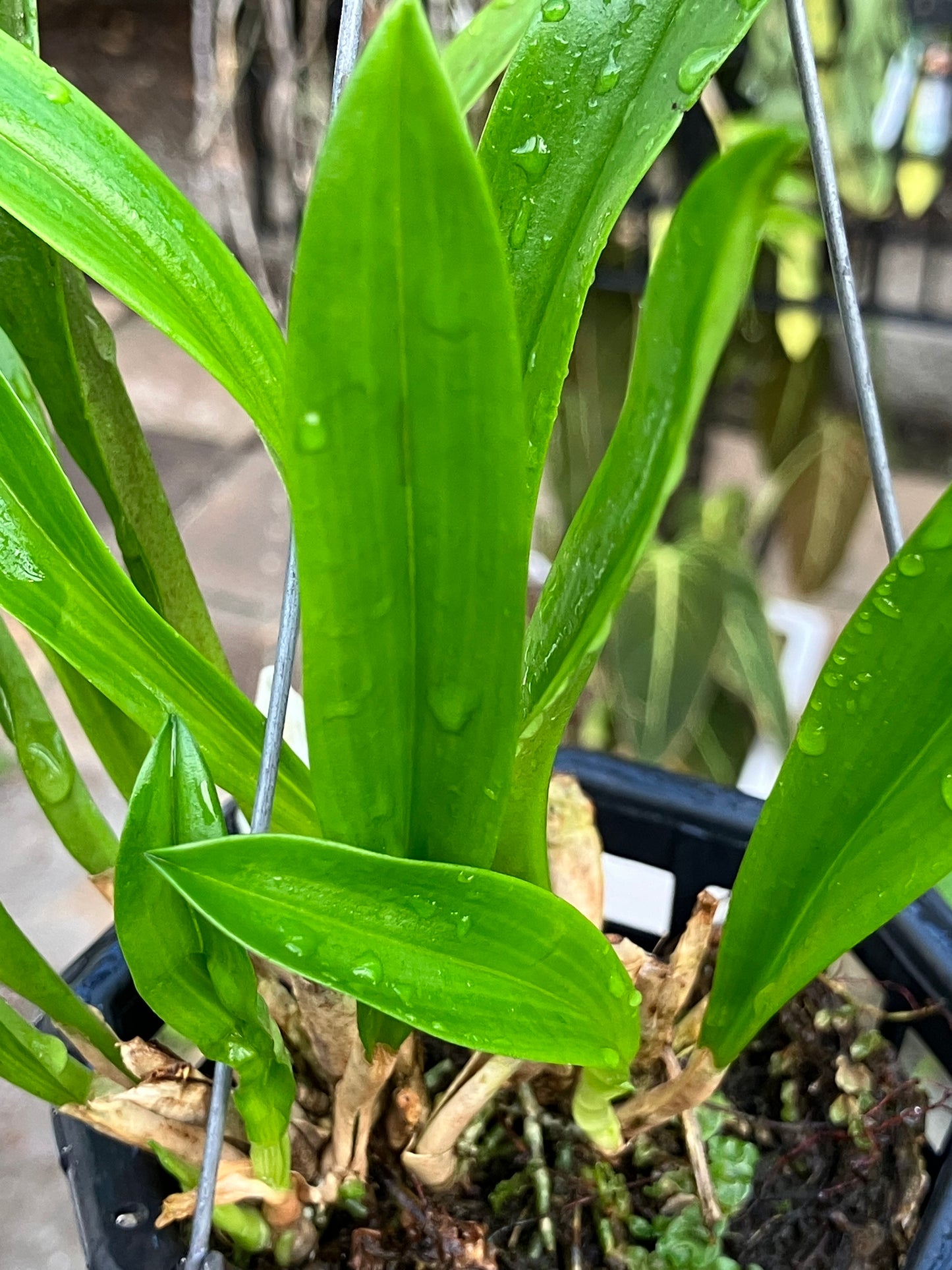 Dracula Gigas Albescens