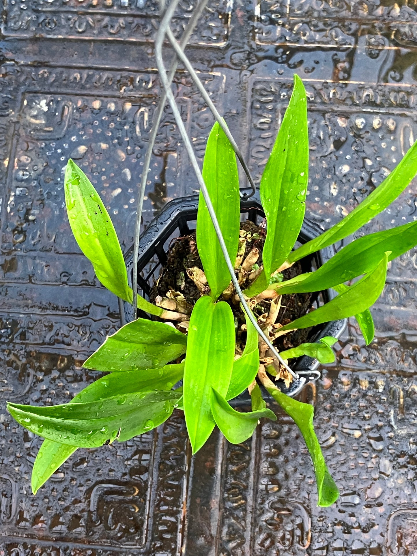 Dracula Gigas Albescens