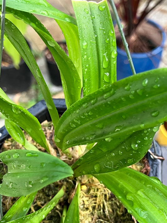 Dracula Inaequalis (Division)