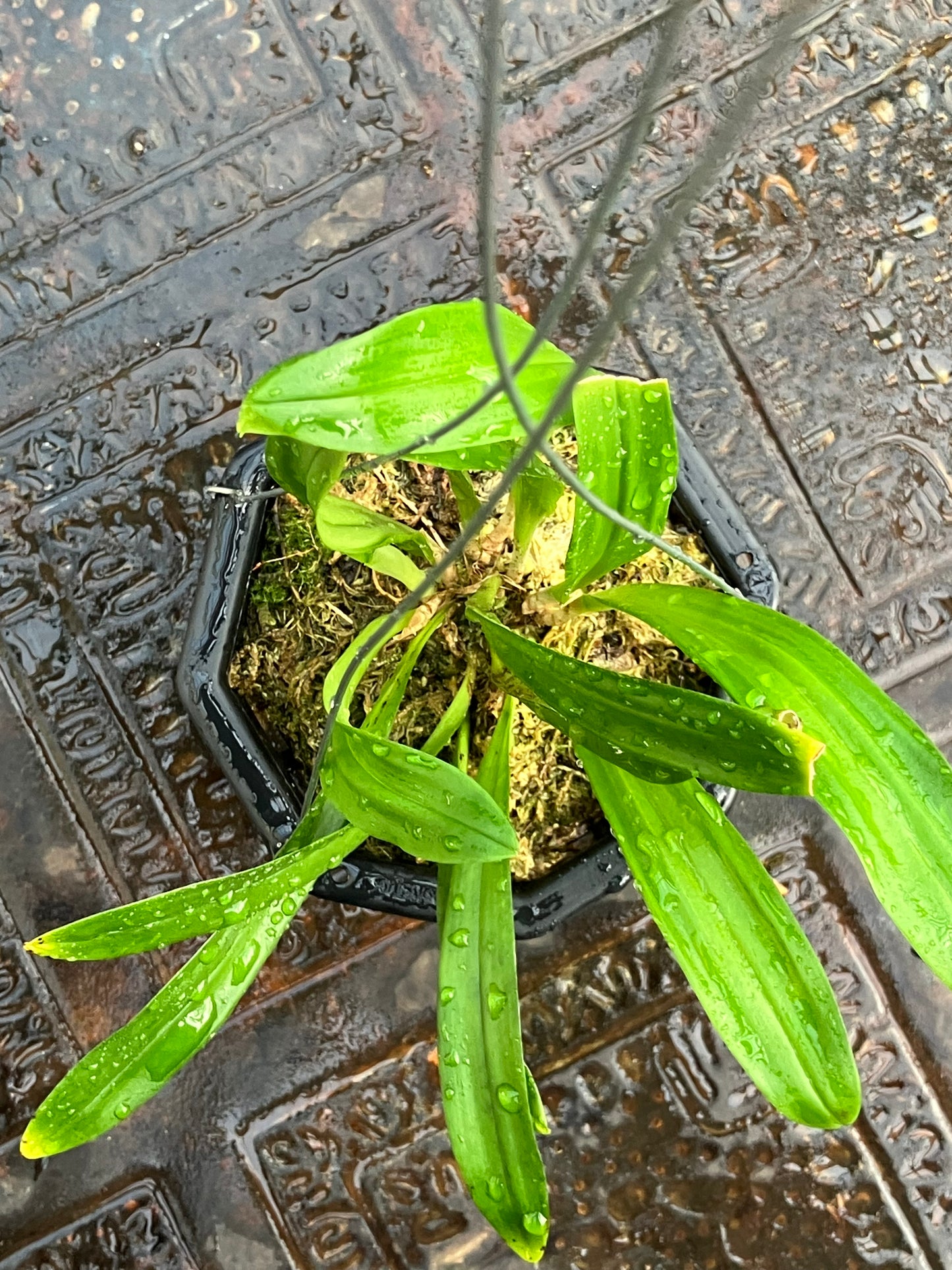 Dracula Inaequalis (Division)