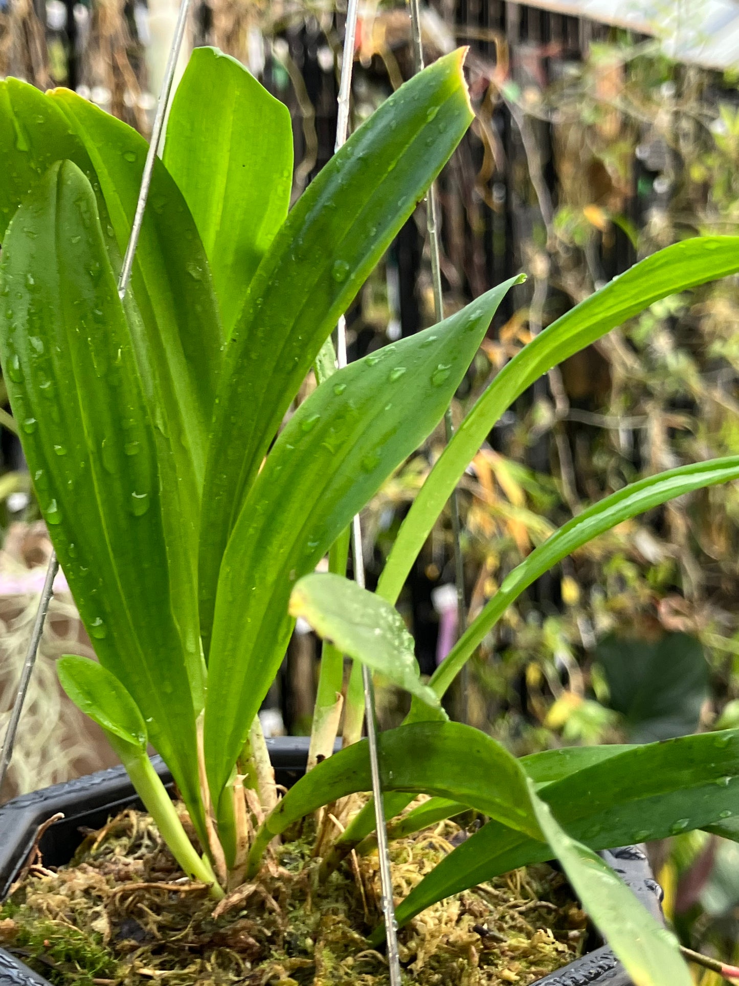 Dracula Inaequalis (Division)