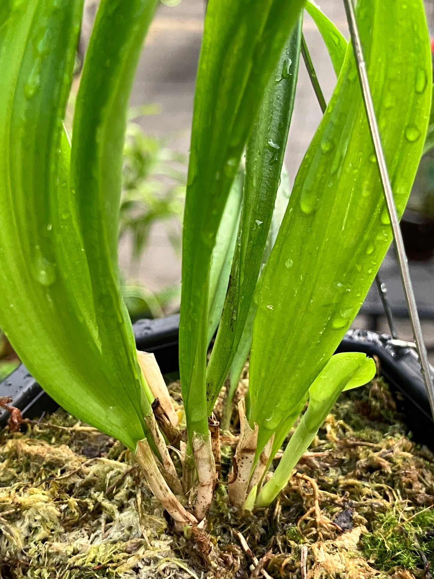 Dracula Inaequalis (Division)