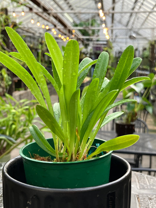 Masdevallia Herradurae
