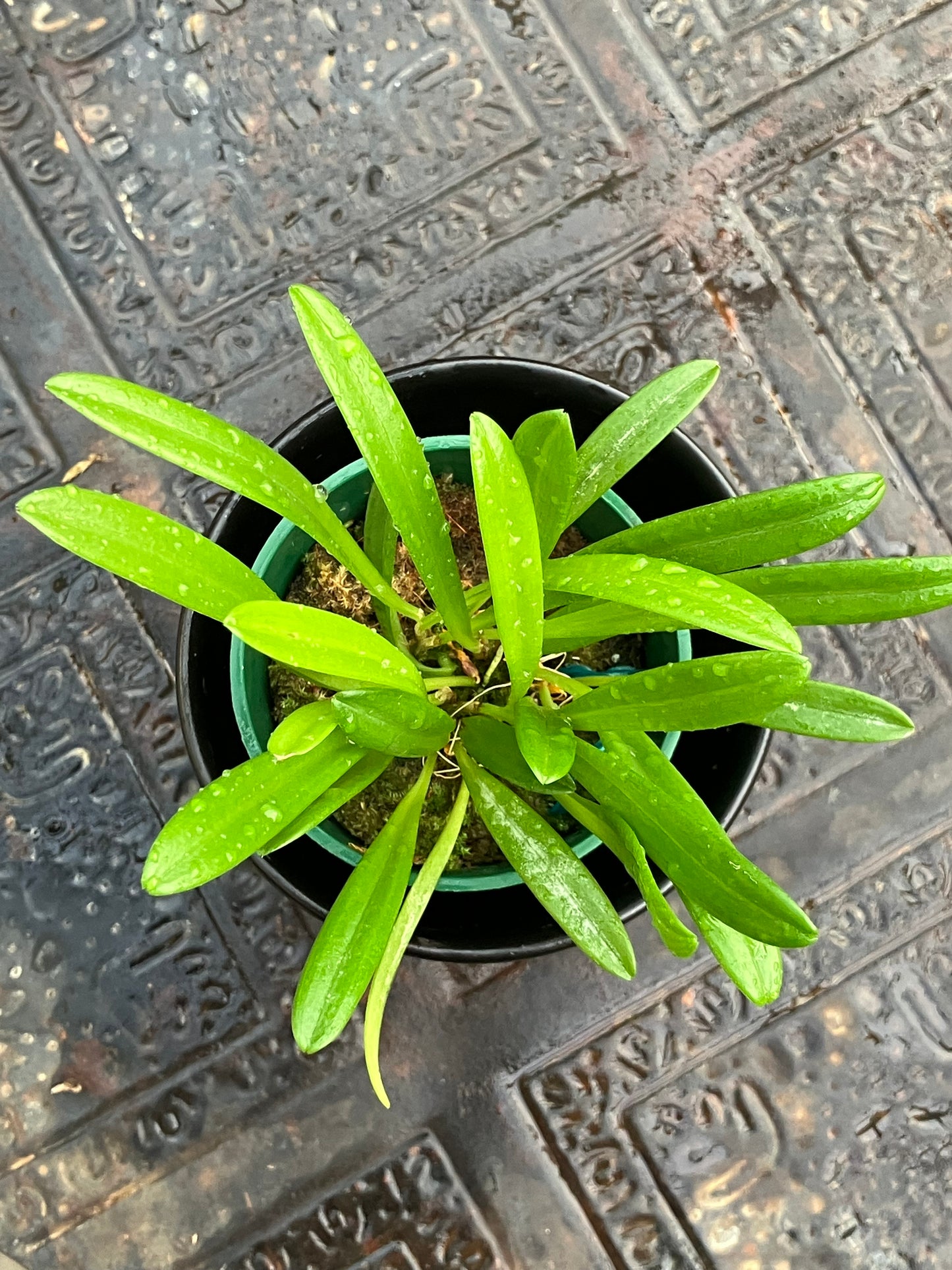 Masdevallia Herradurae
