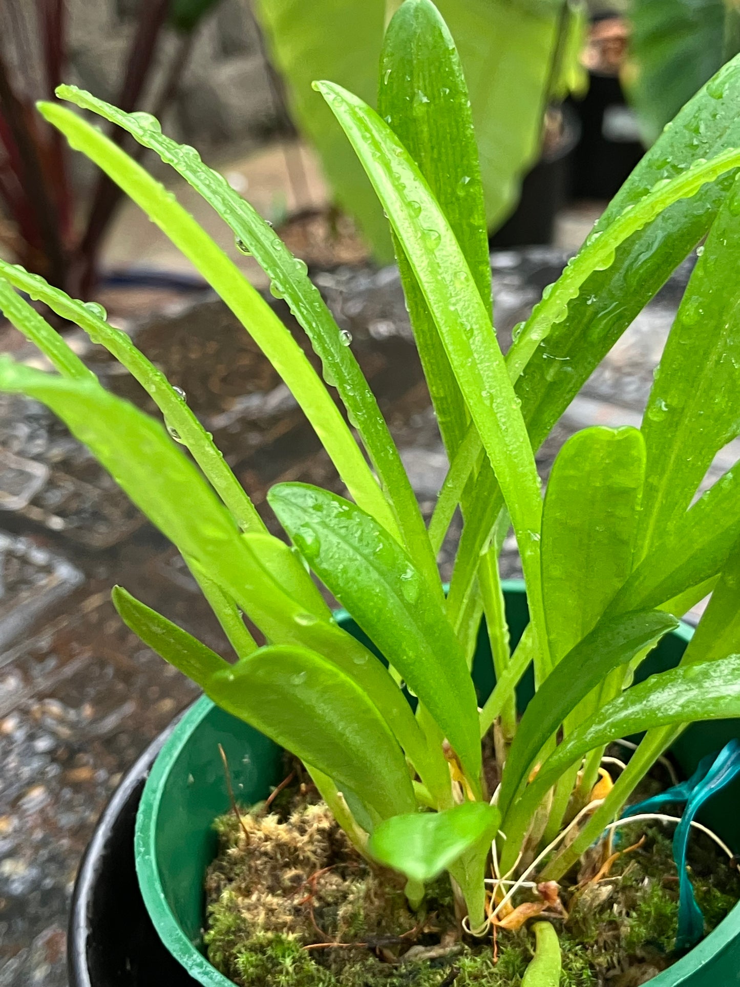 Masdevallia Herradurae
