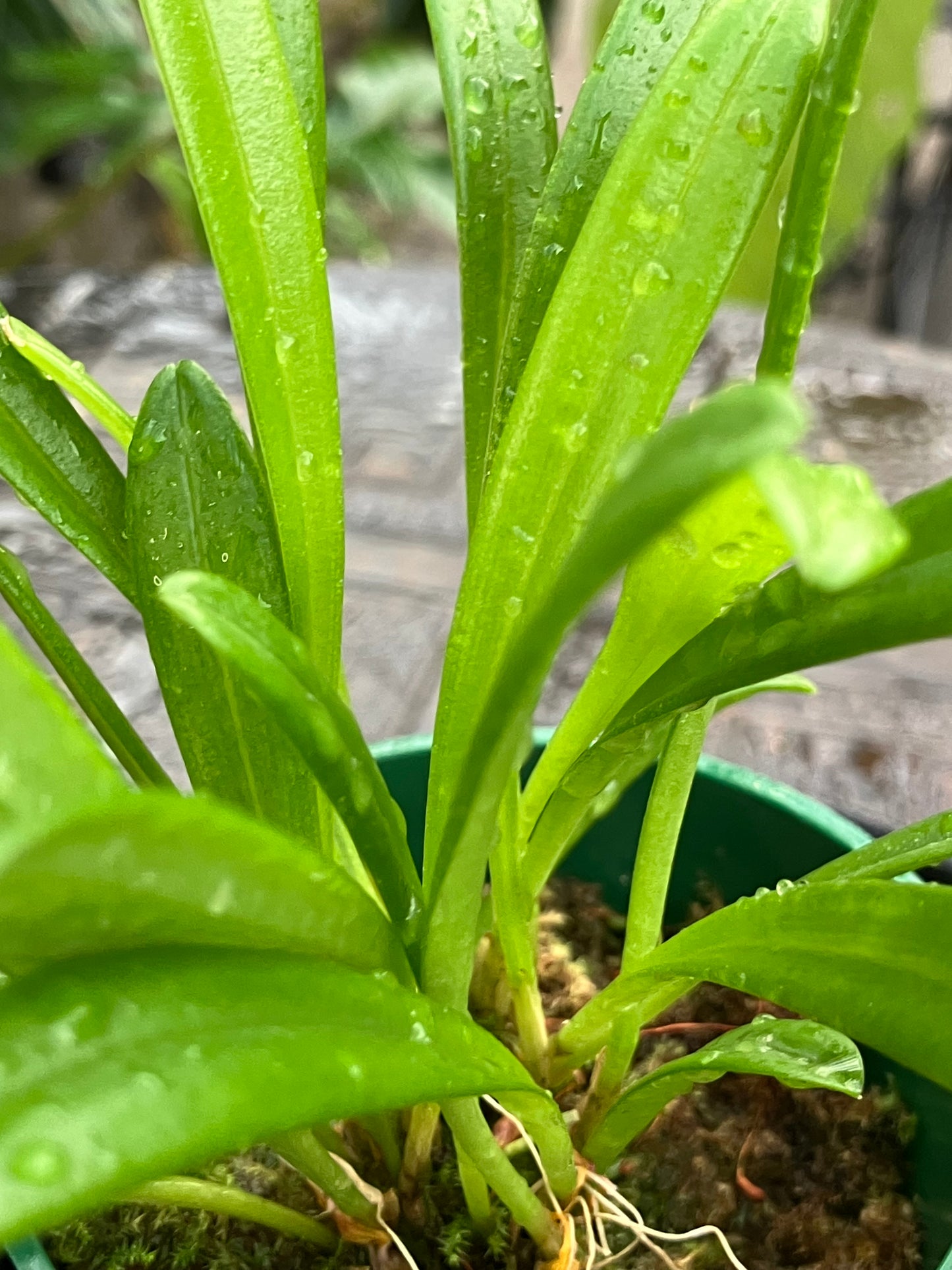 Masdevallia Herradurae