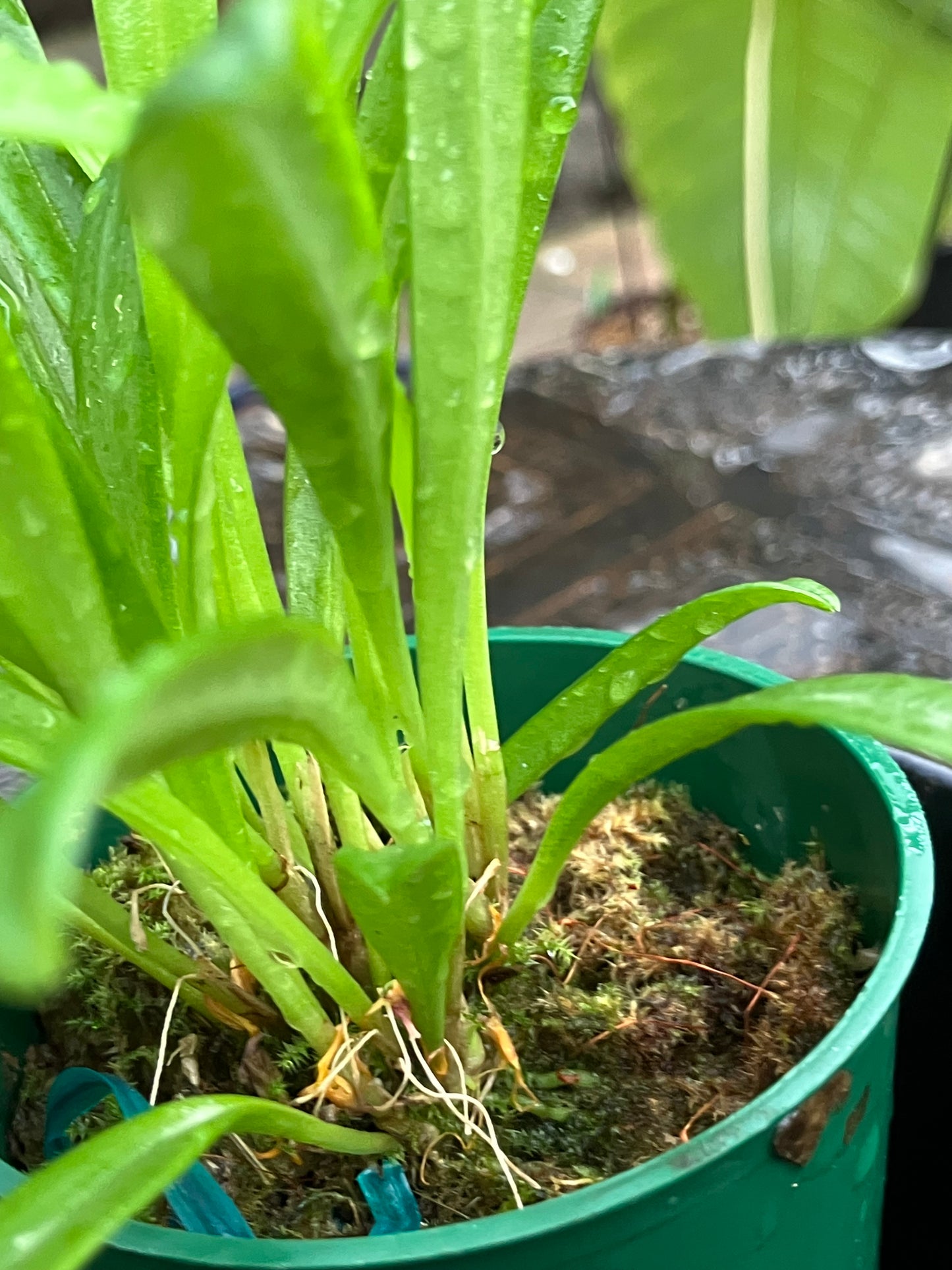 Masdevallia Herradurae