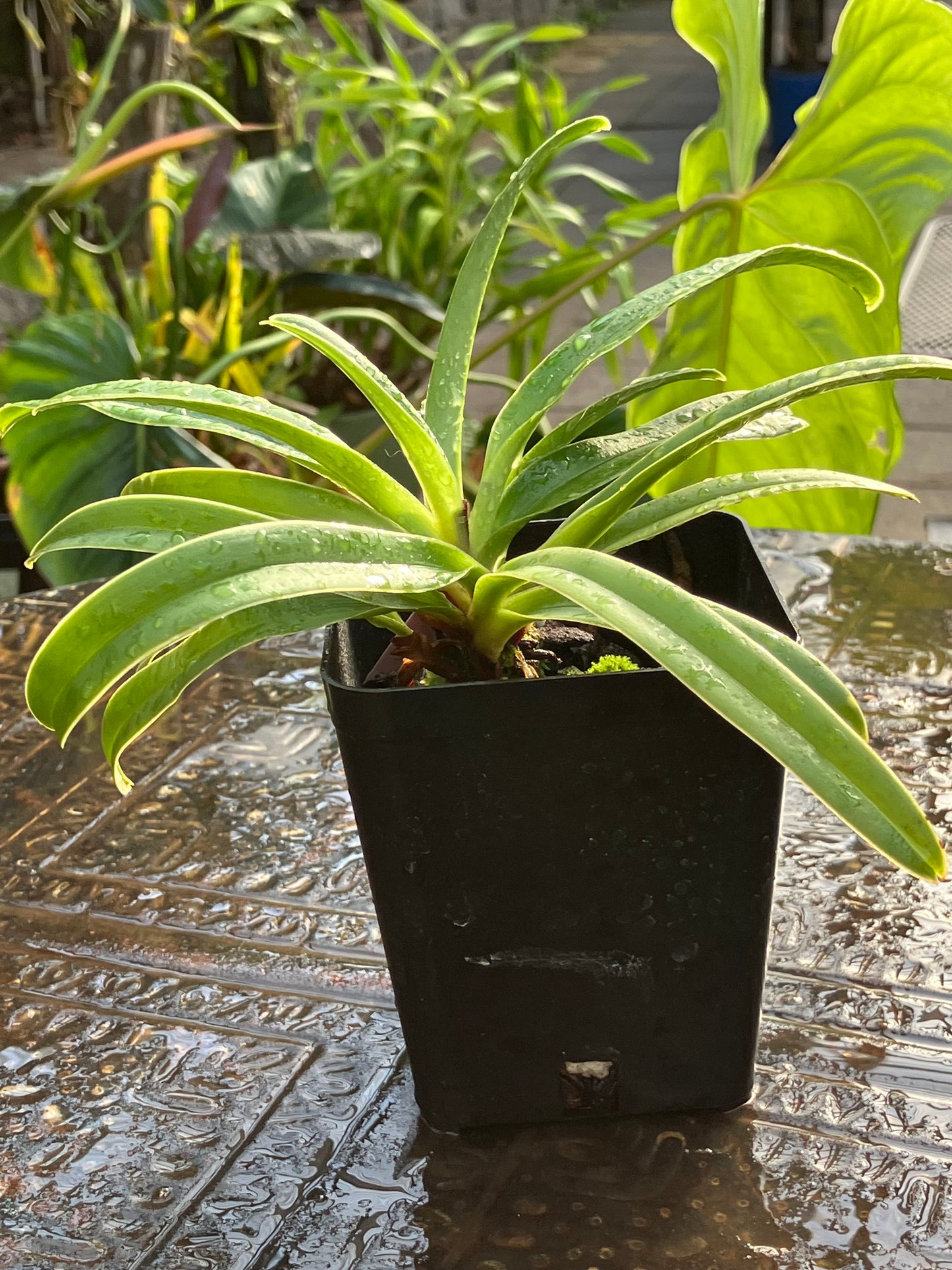 Paphiopedilum Henryanum x sib