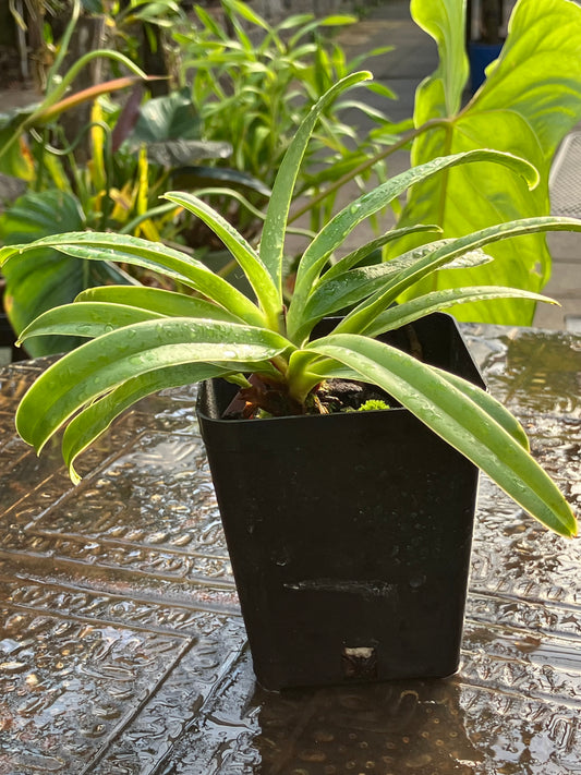 Paphiopedilum Henryanum x sib