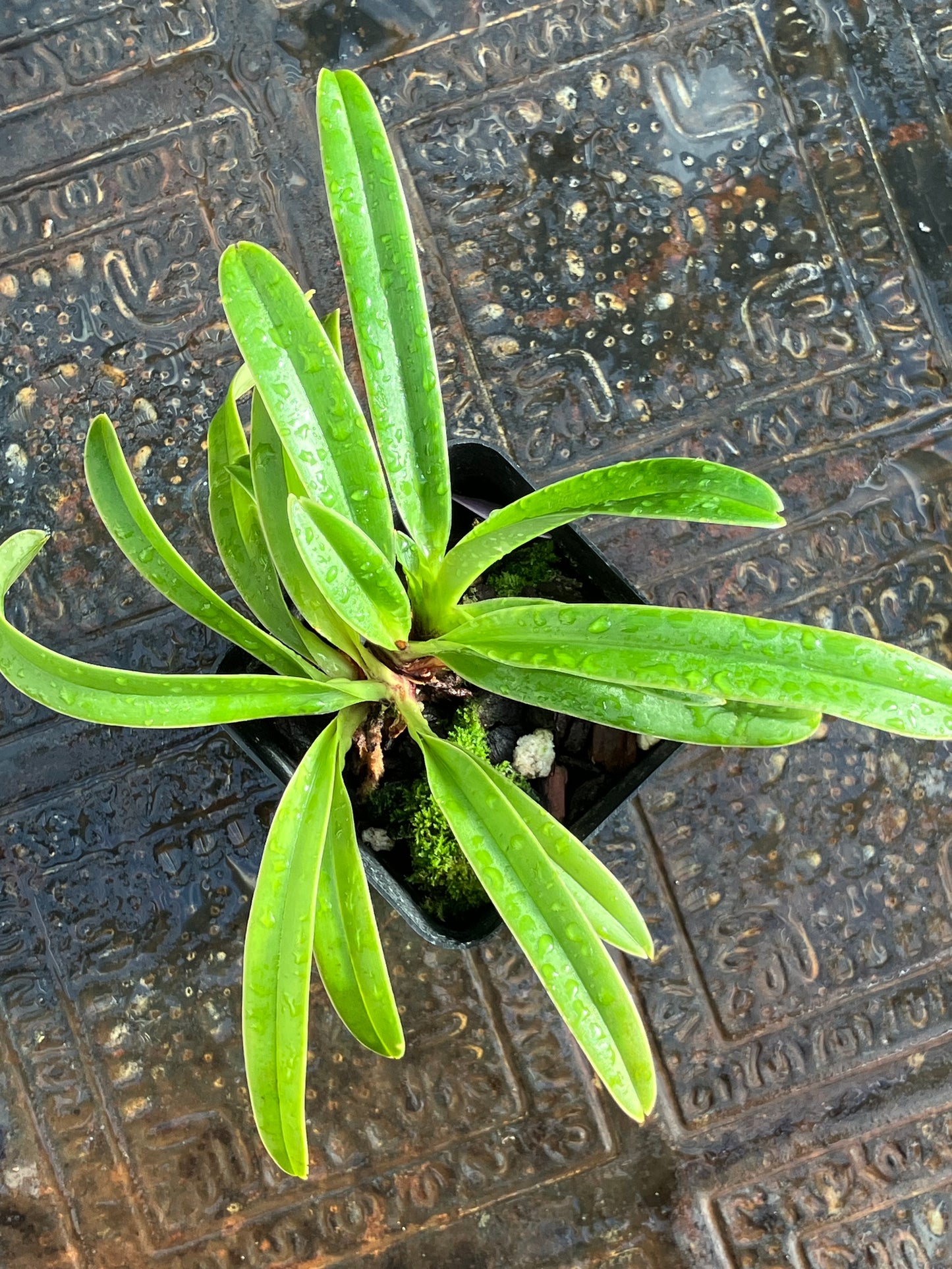 Paphiopedilum Henryanum x sib