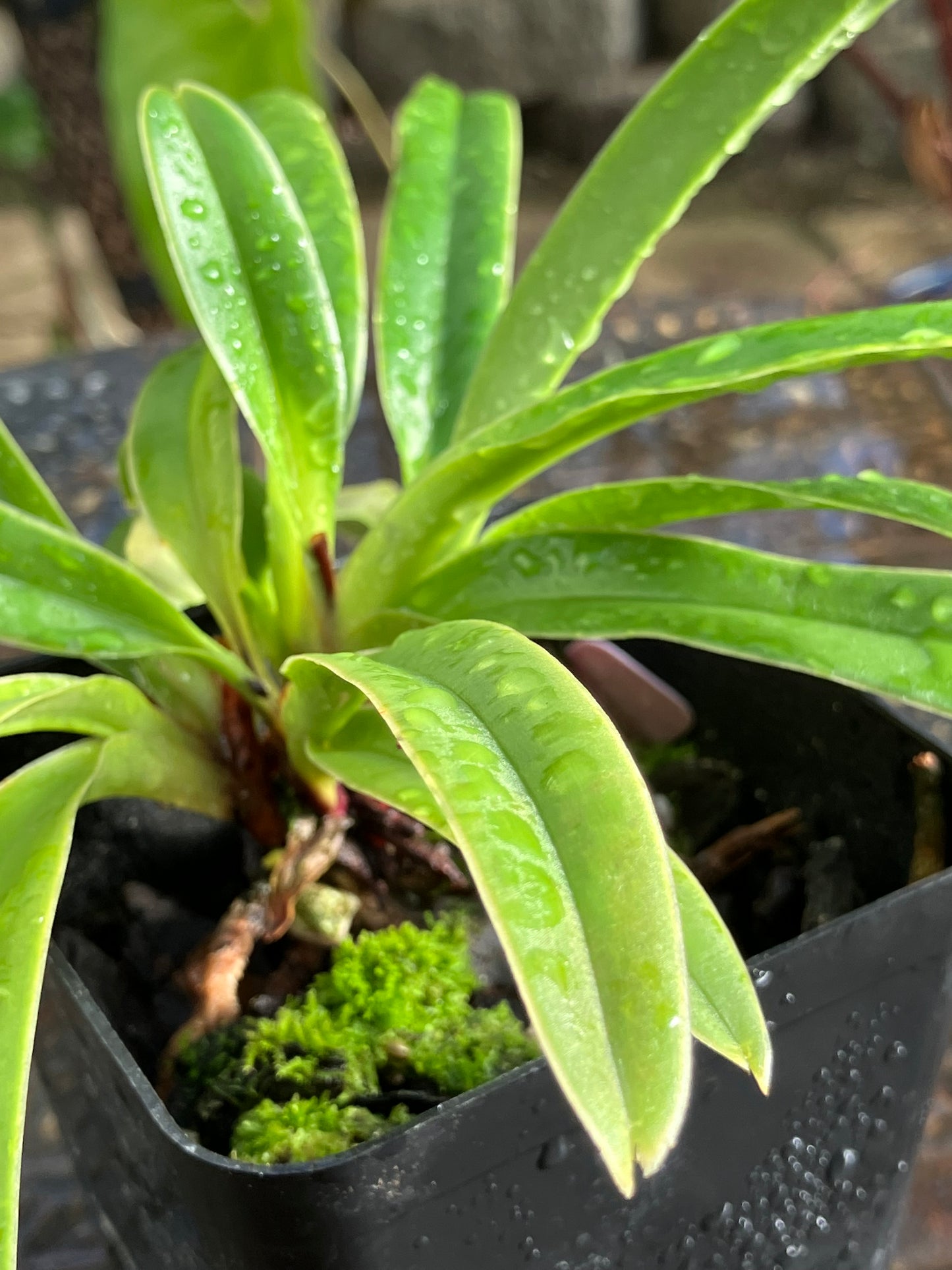 Paphiopedilum Henryanum x sib