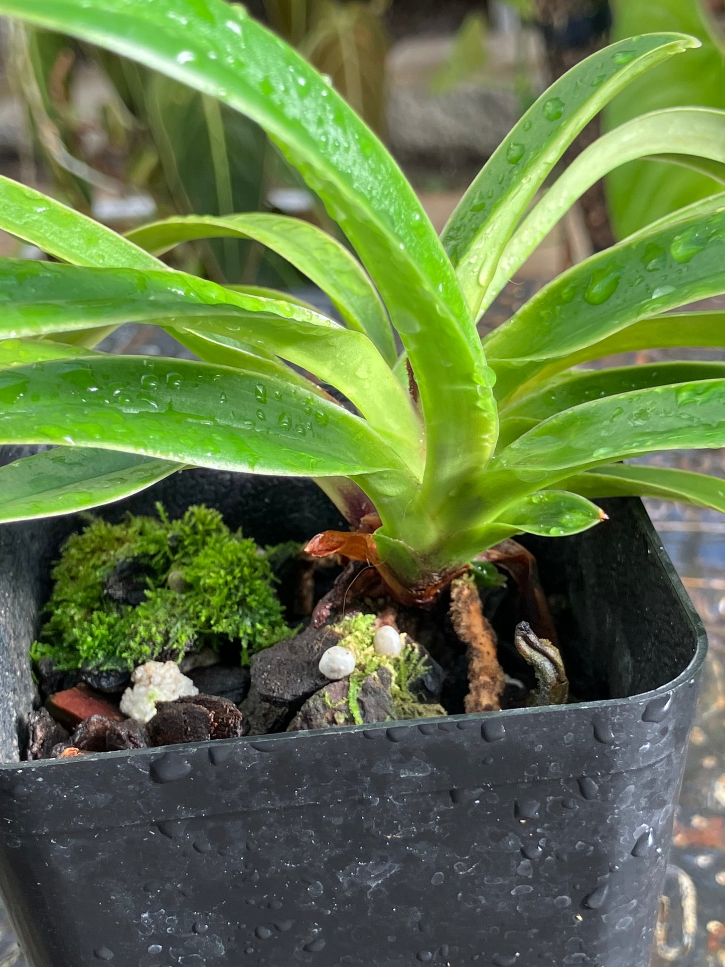Paphiopedilum Henryanum x sib