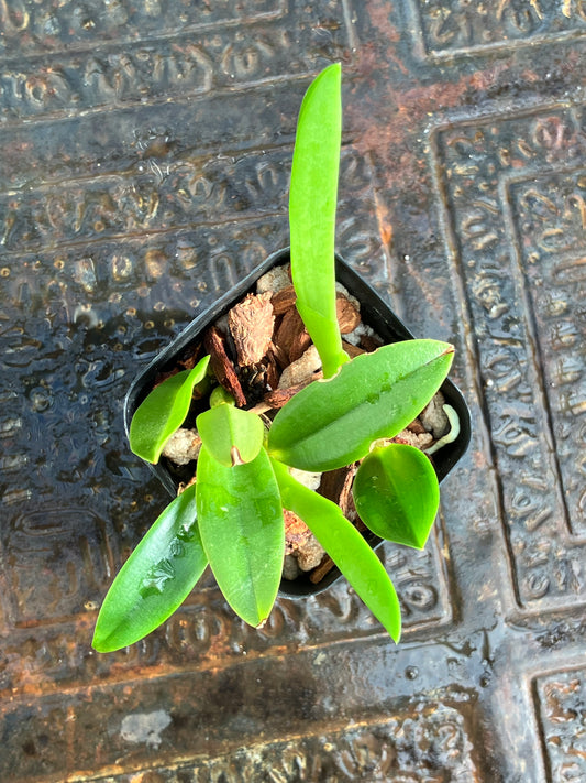 Laelia Praestans tipo