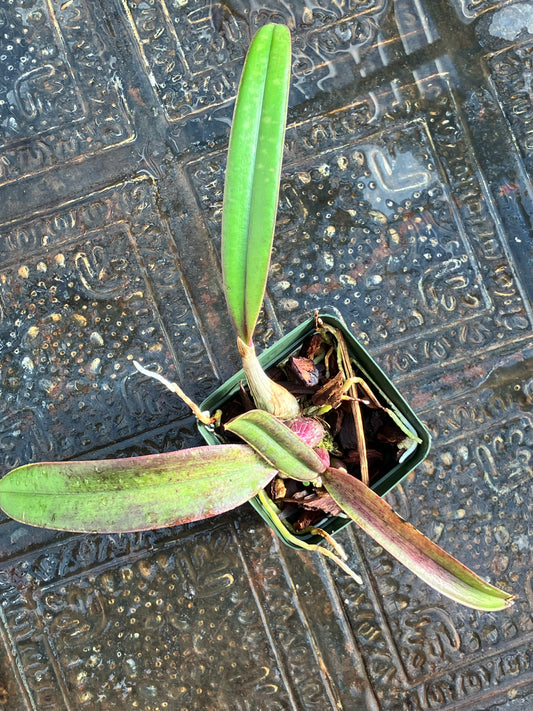Laelia Cinnabarina