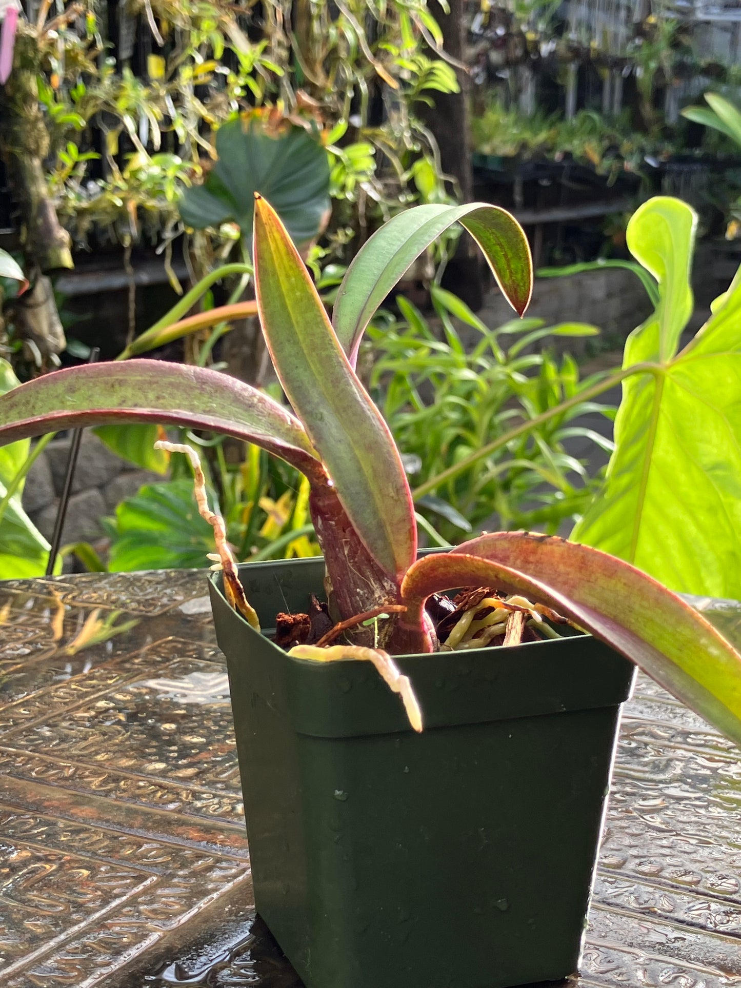 Laelia Cinnabarina
