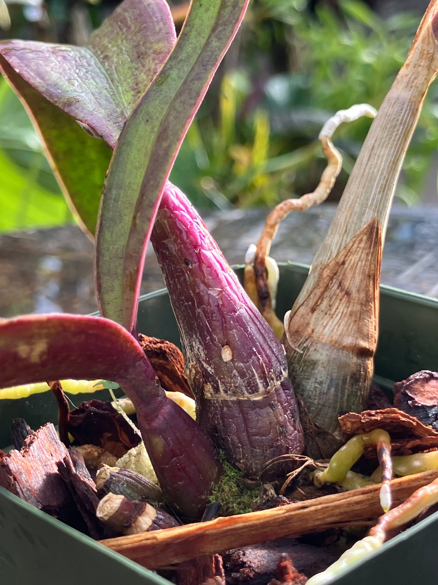 Laelia Cinnabarina