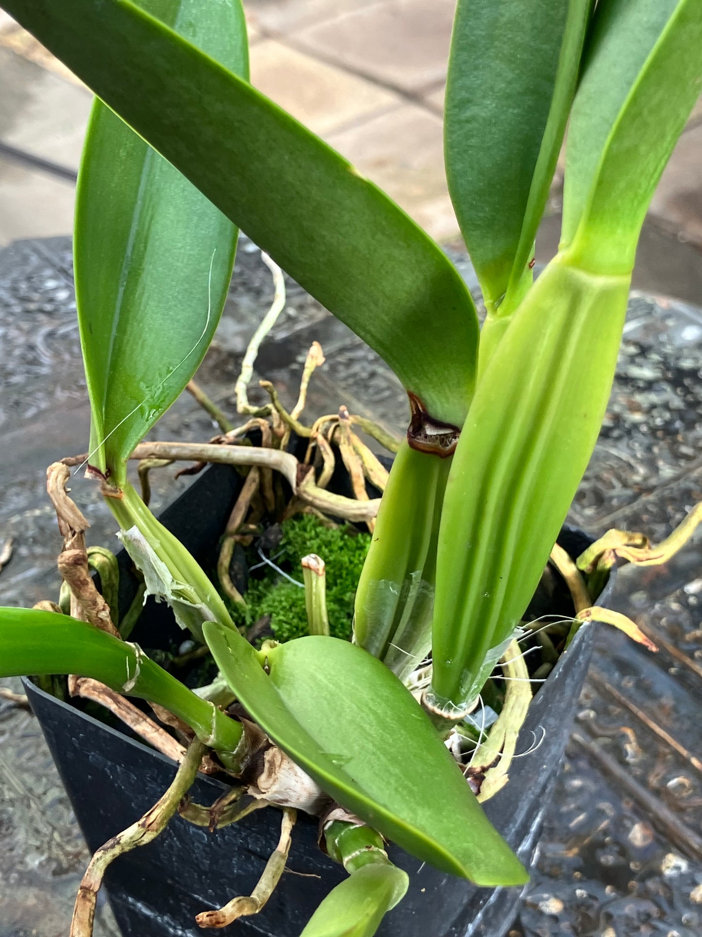 Potinara (Dick Smith x Chelsea Alward) 'Paradise'