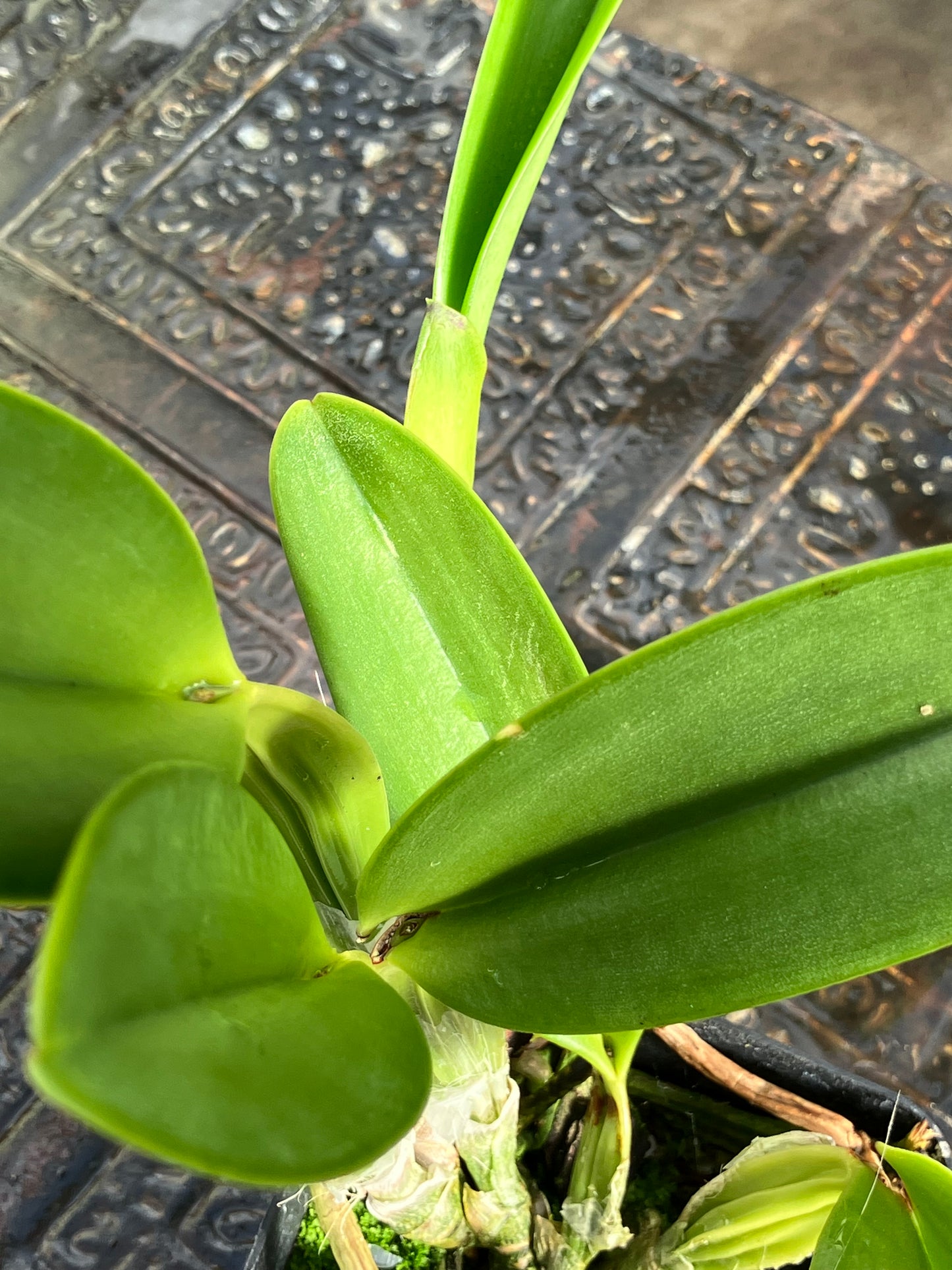 Potinara (Dick Smith x Chelsea Alward) 'Paradise'