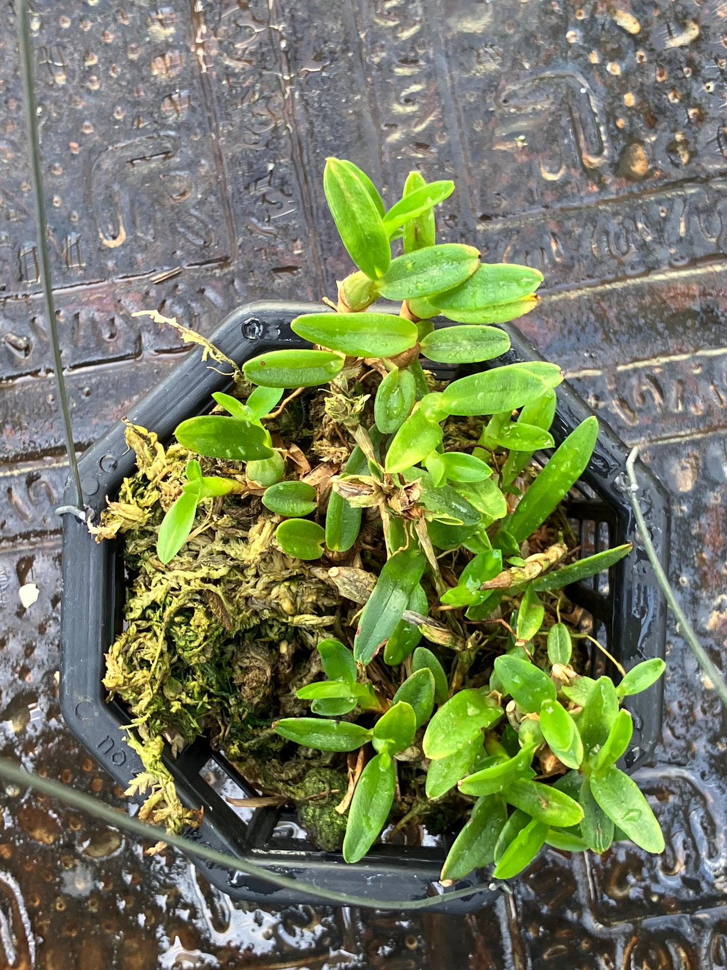 Ornitidium Sophronitis