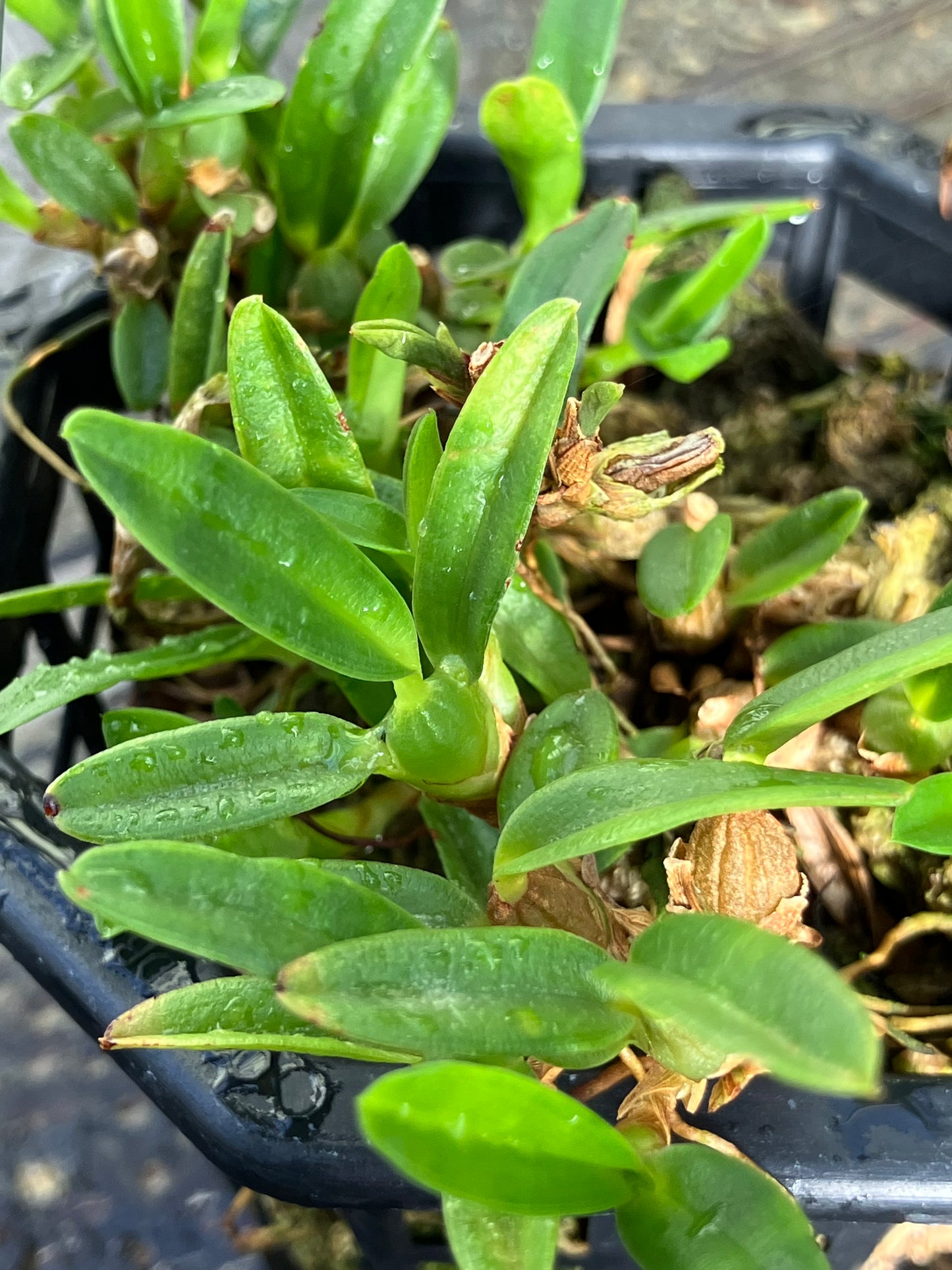 Ornitidium Sophronitis