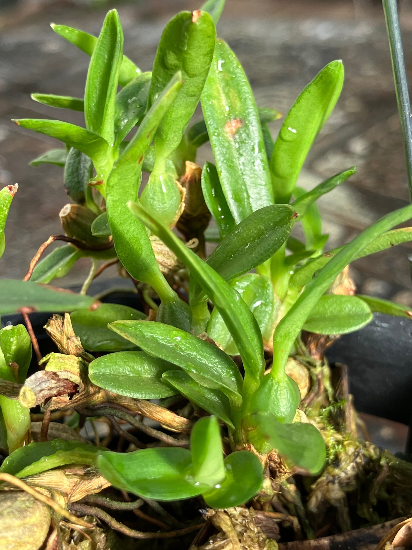 Ornitidium Sophronitis