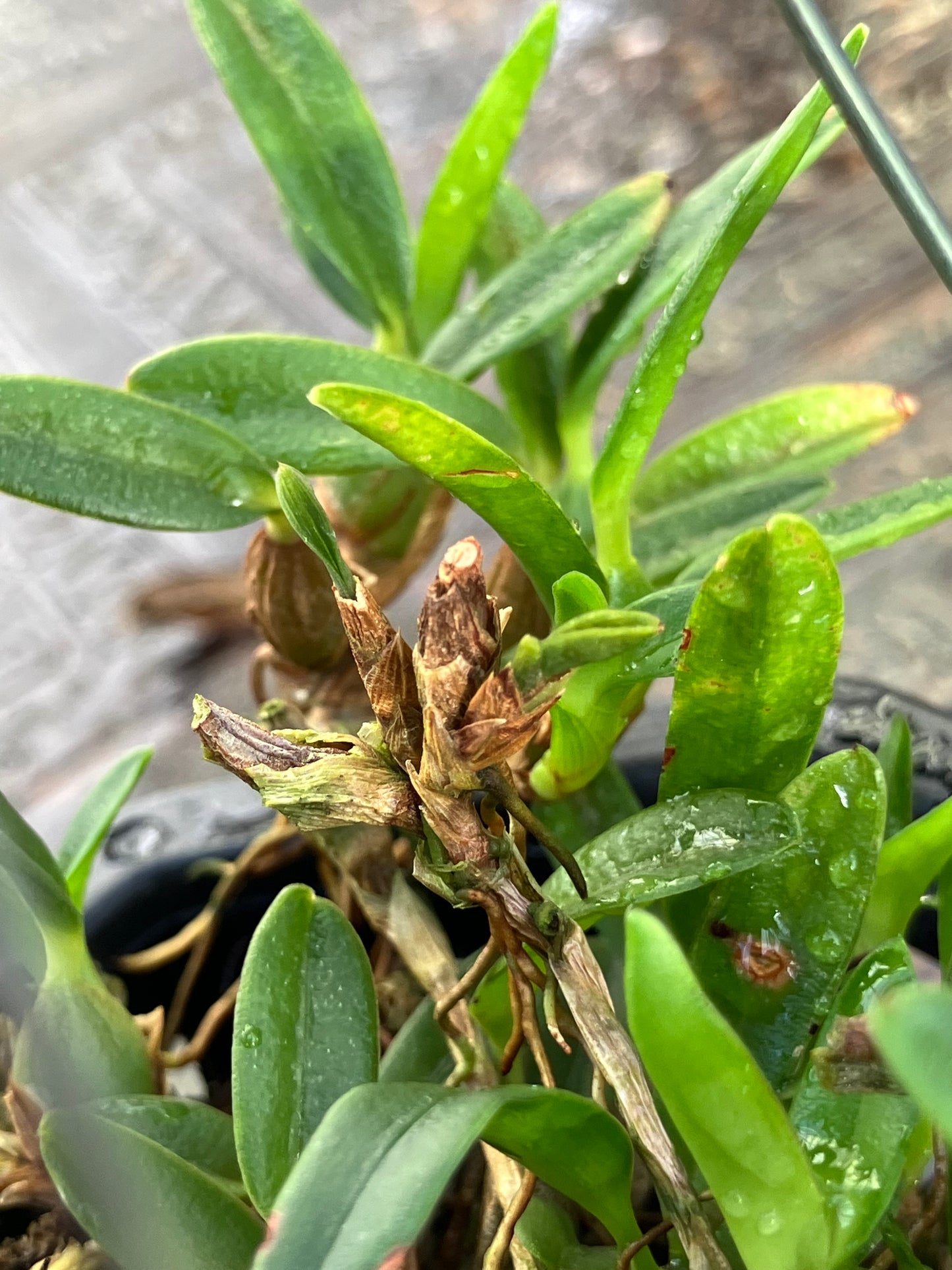 Ornitidium Sophronitis