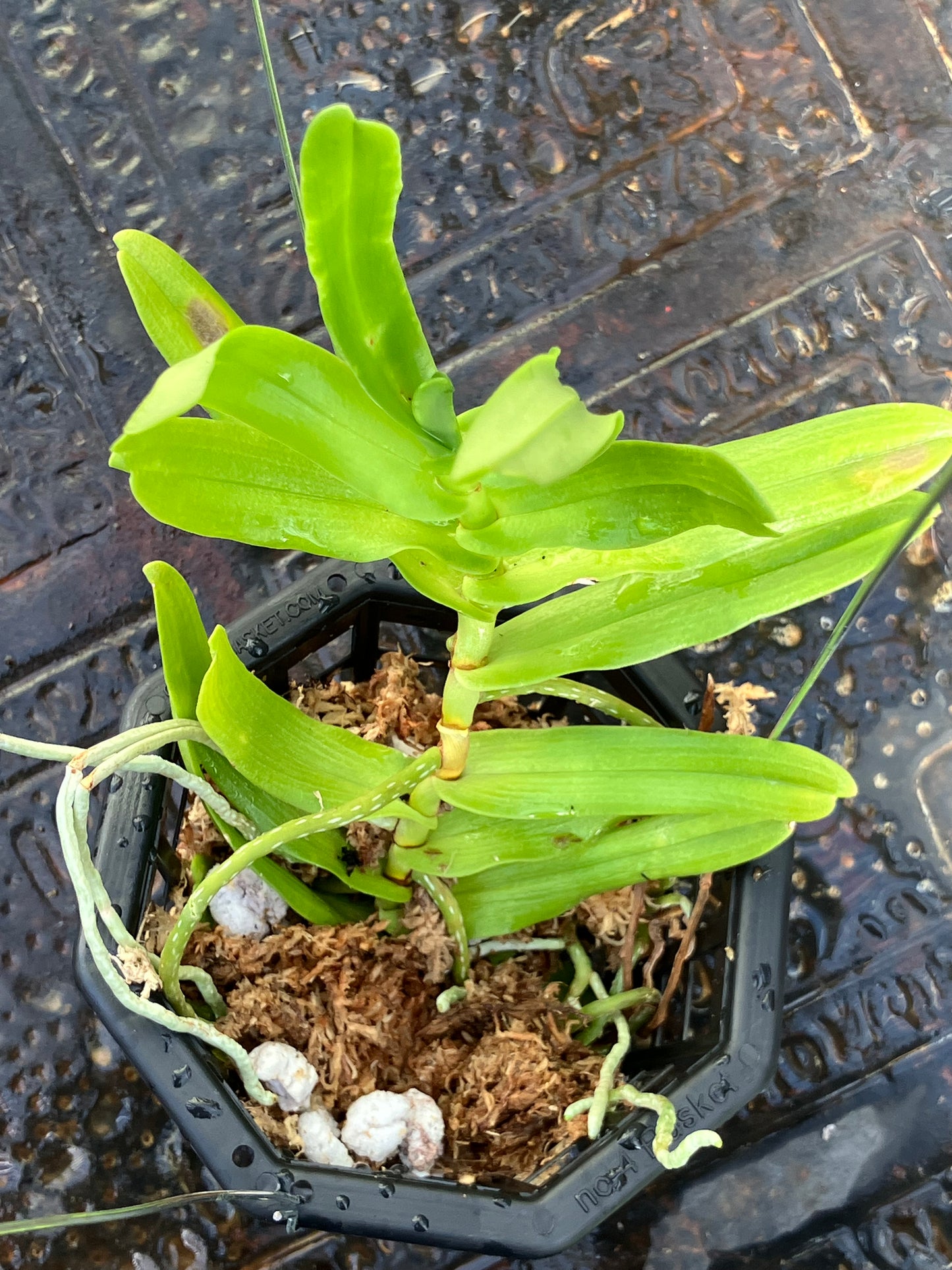 Oeoniella Polystachys