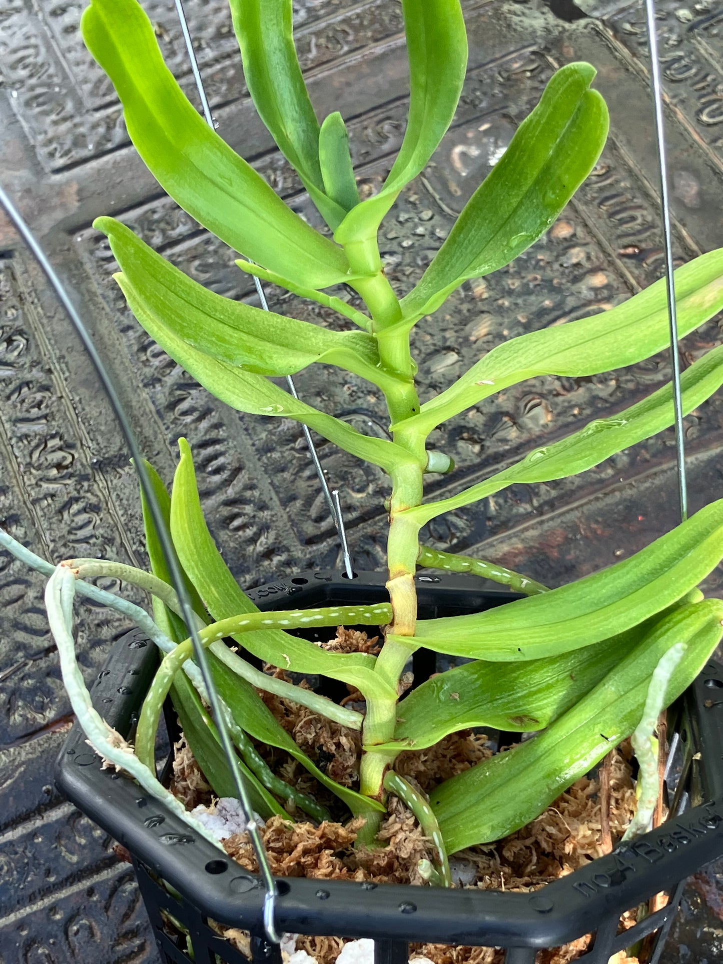 Oeoniella Polystachys