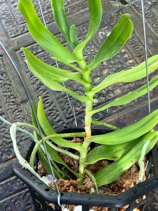 Oeoniella Polystachys