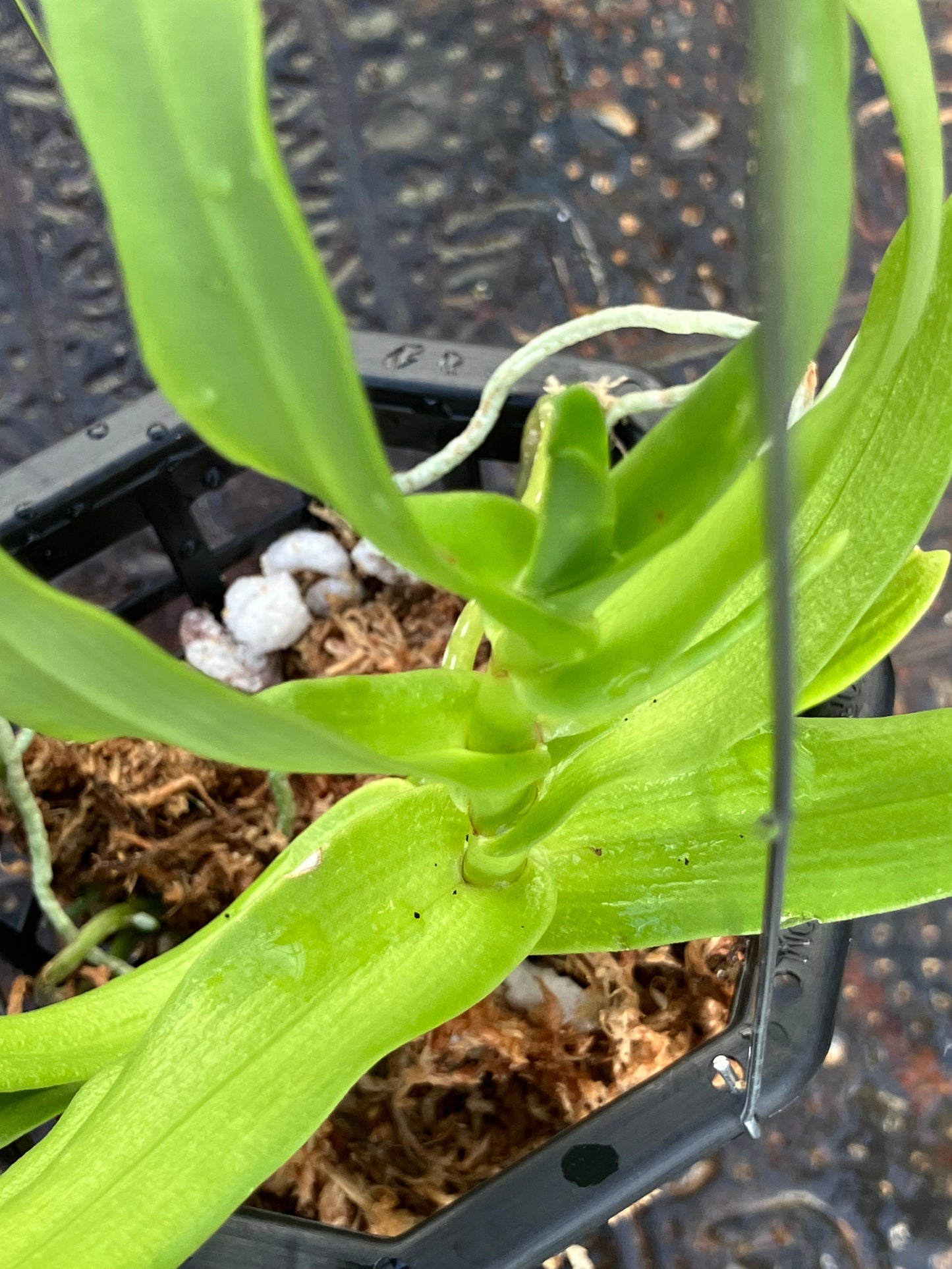Oeoniella Polystachys