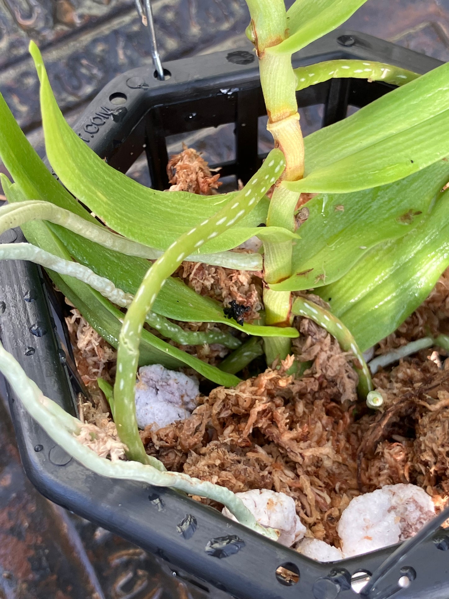 Oeoniella Polystachys