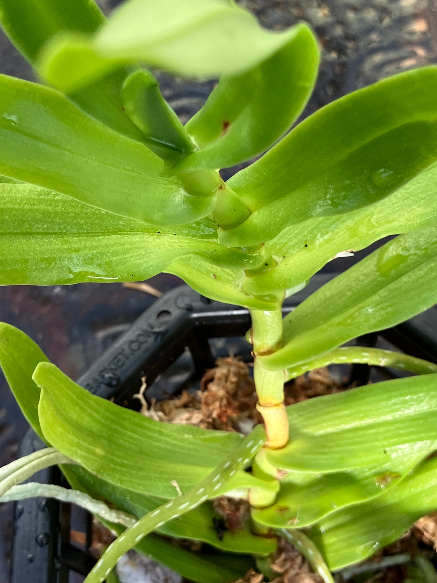 Oeoniella Polystachys