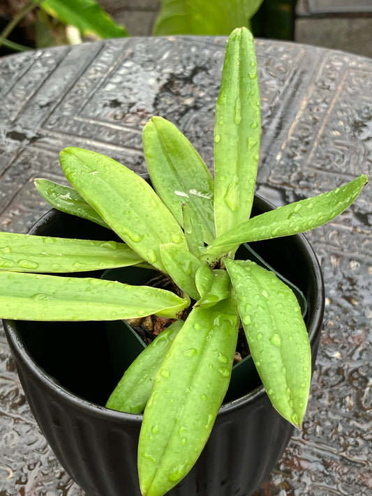 Paphiopedilum Charlesworthii