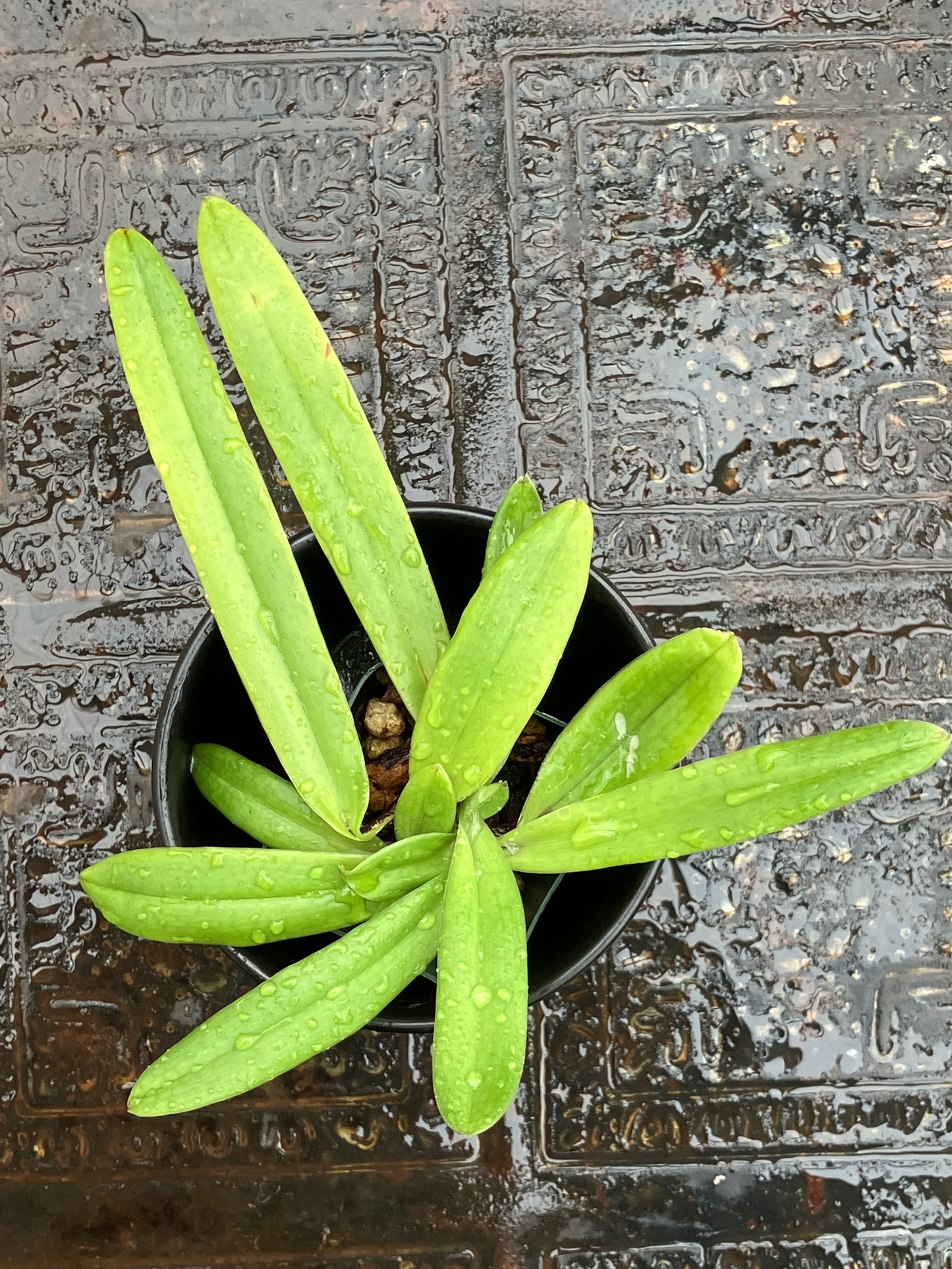 Paphiopedilum Charlesworthii