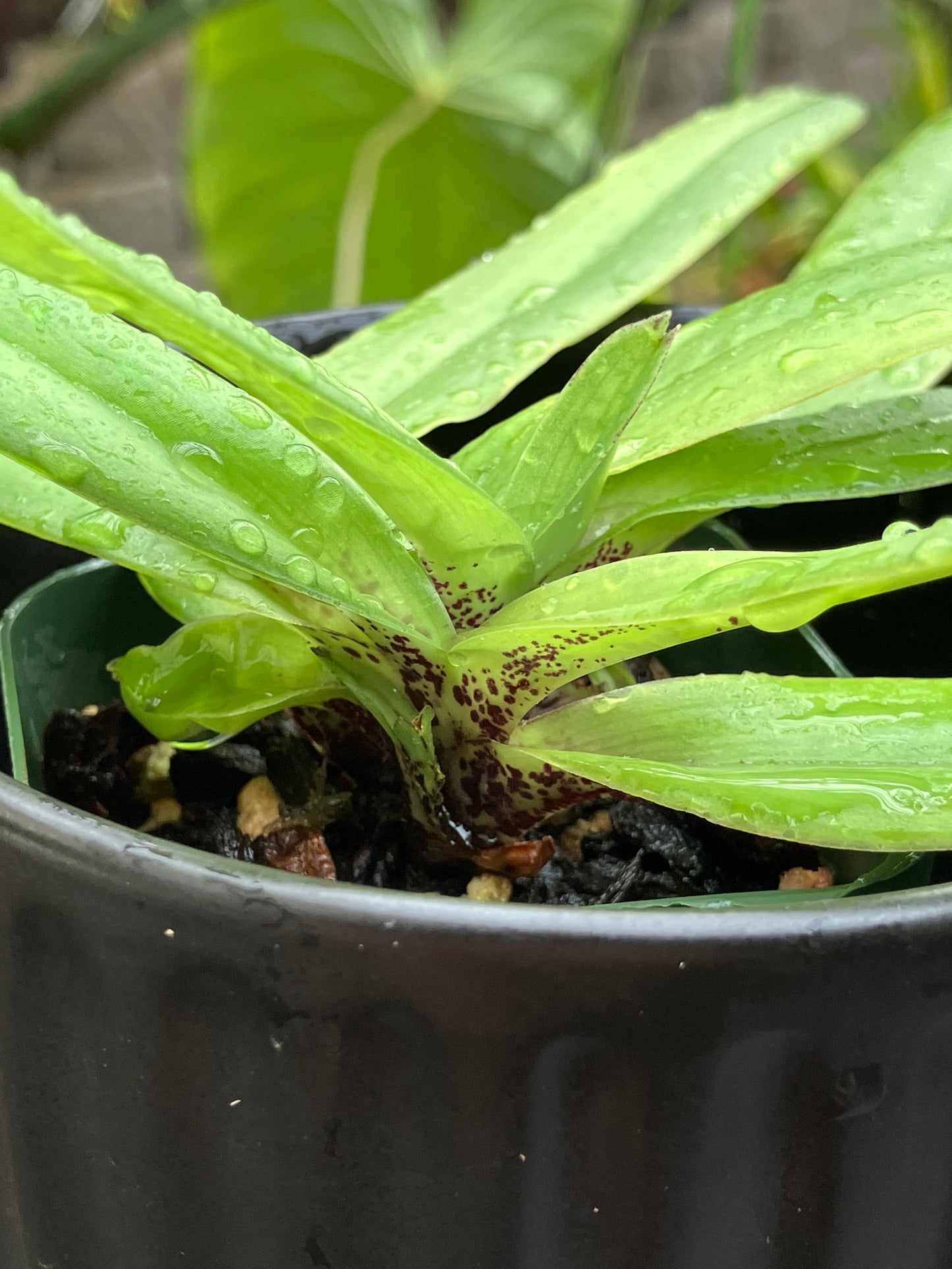 Paphiopedilum Charlesworthii