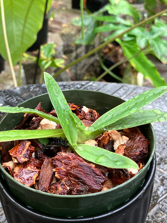 Paphiopedilum Charlesworthii forma alba