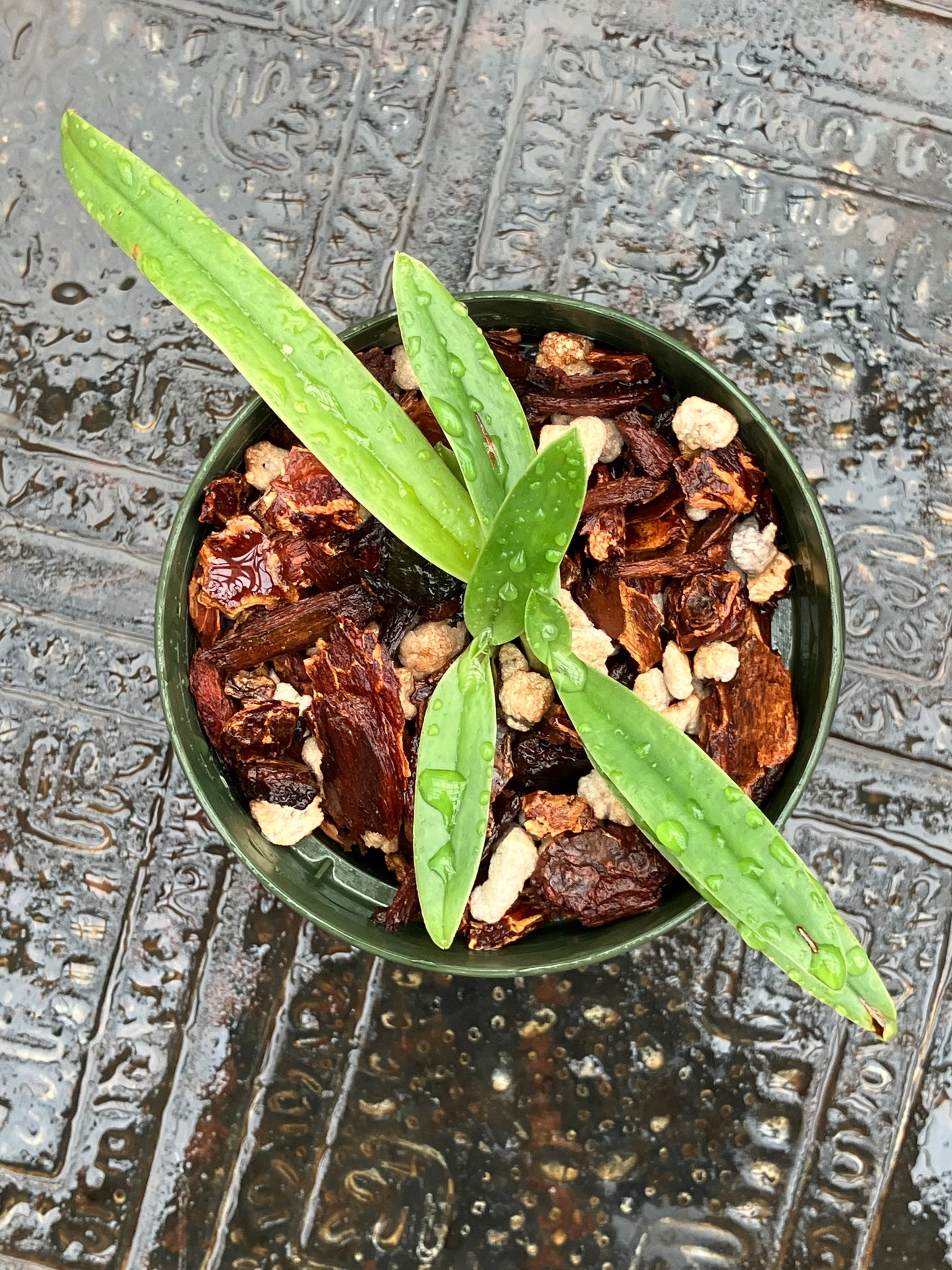 Paphiopedilum Charlesworthii forma alba
