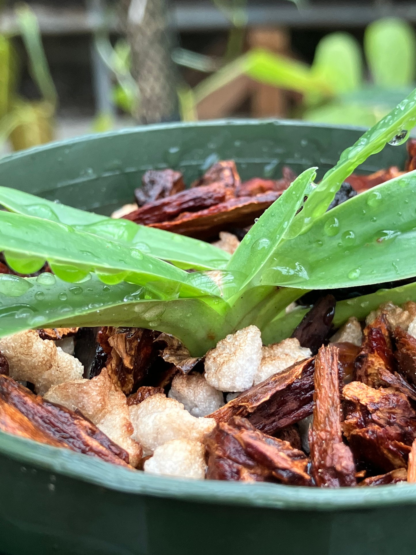 Paphiopedilum Charlesworthii forma alba
