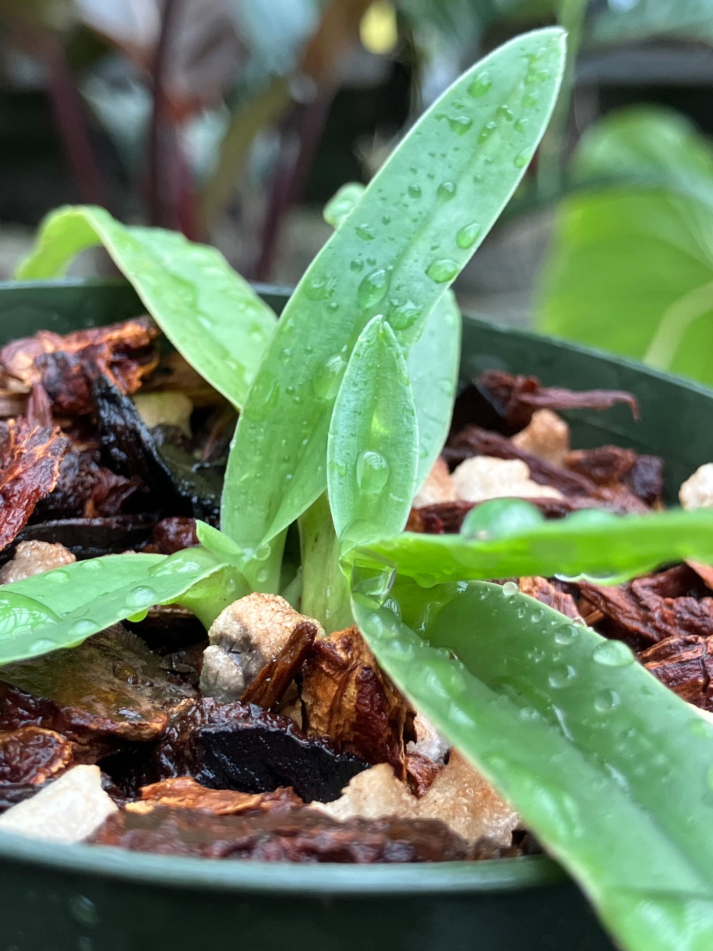 Paphiopedilum Charlesworthii forma alba