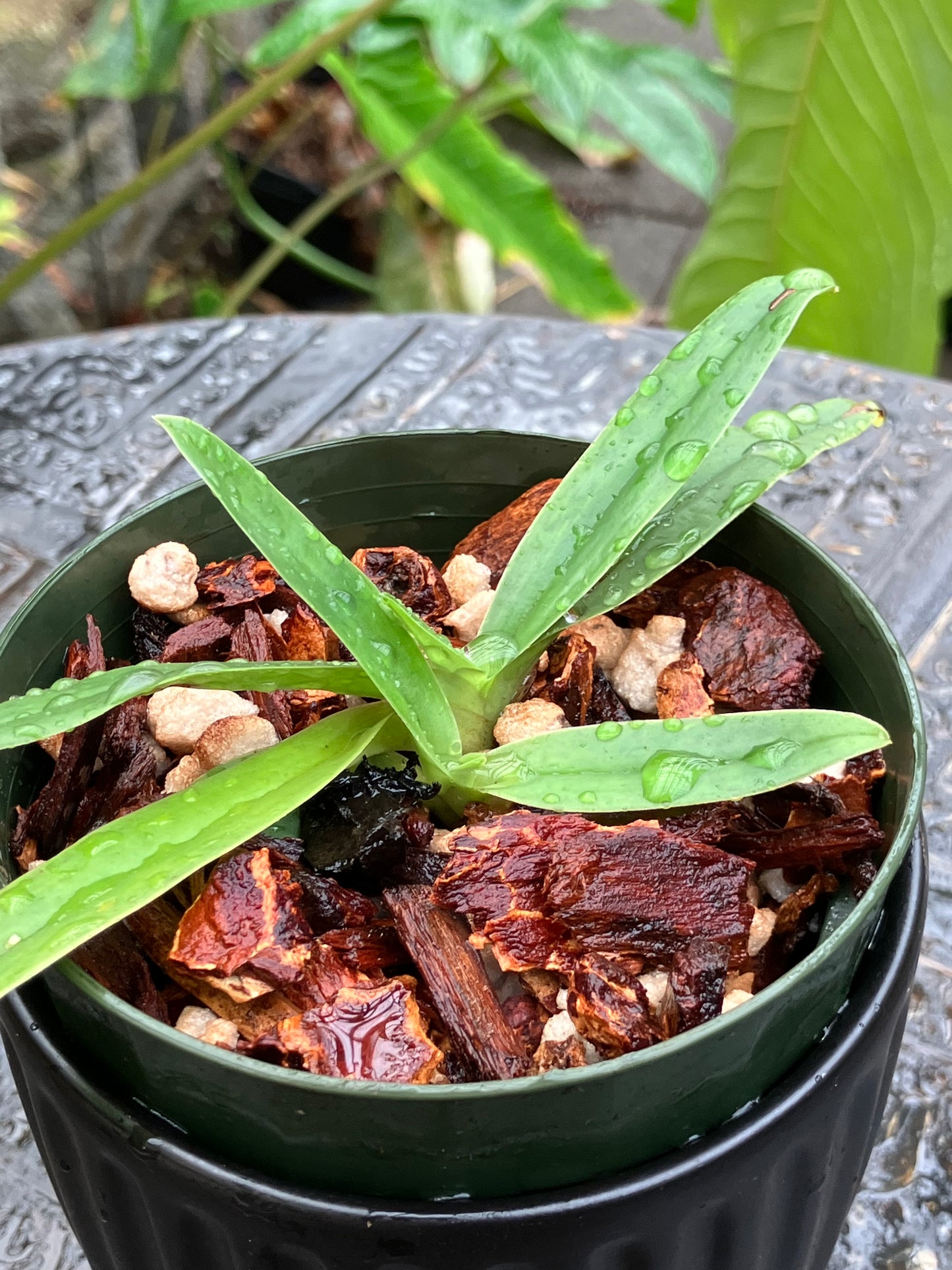 Paphiopedilum Charlesworthii forma alba