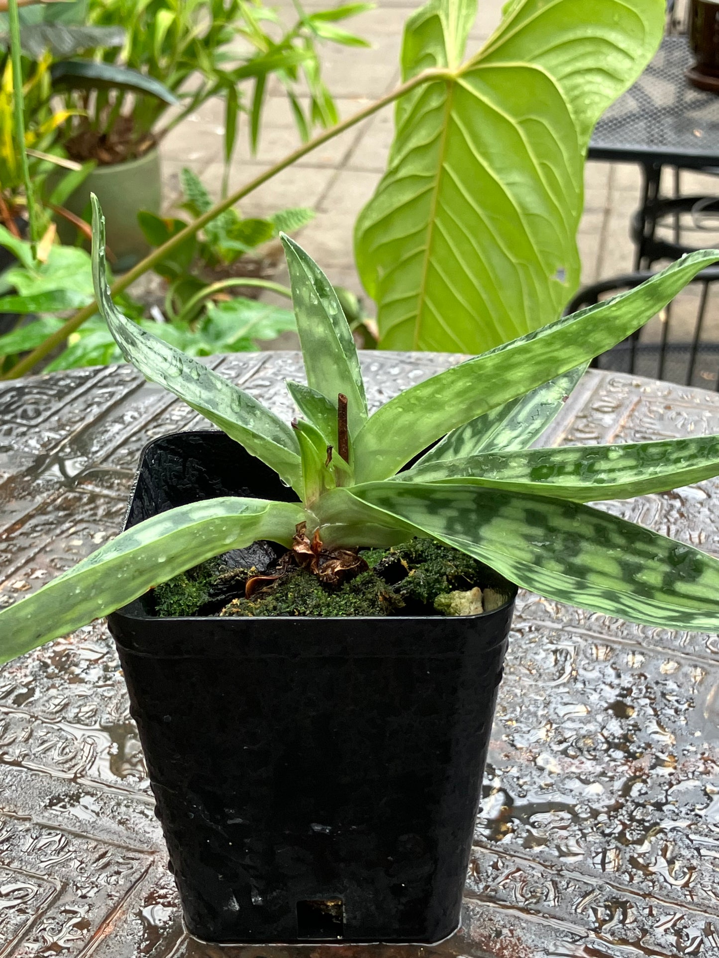 Paphiopedilum Hainanense x sib